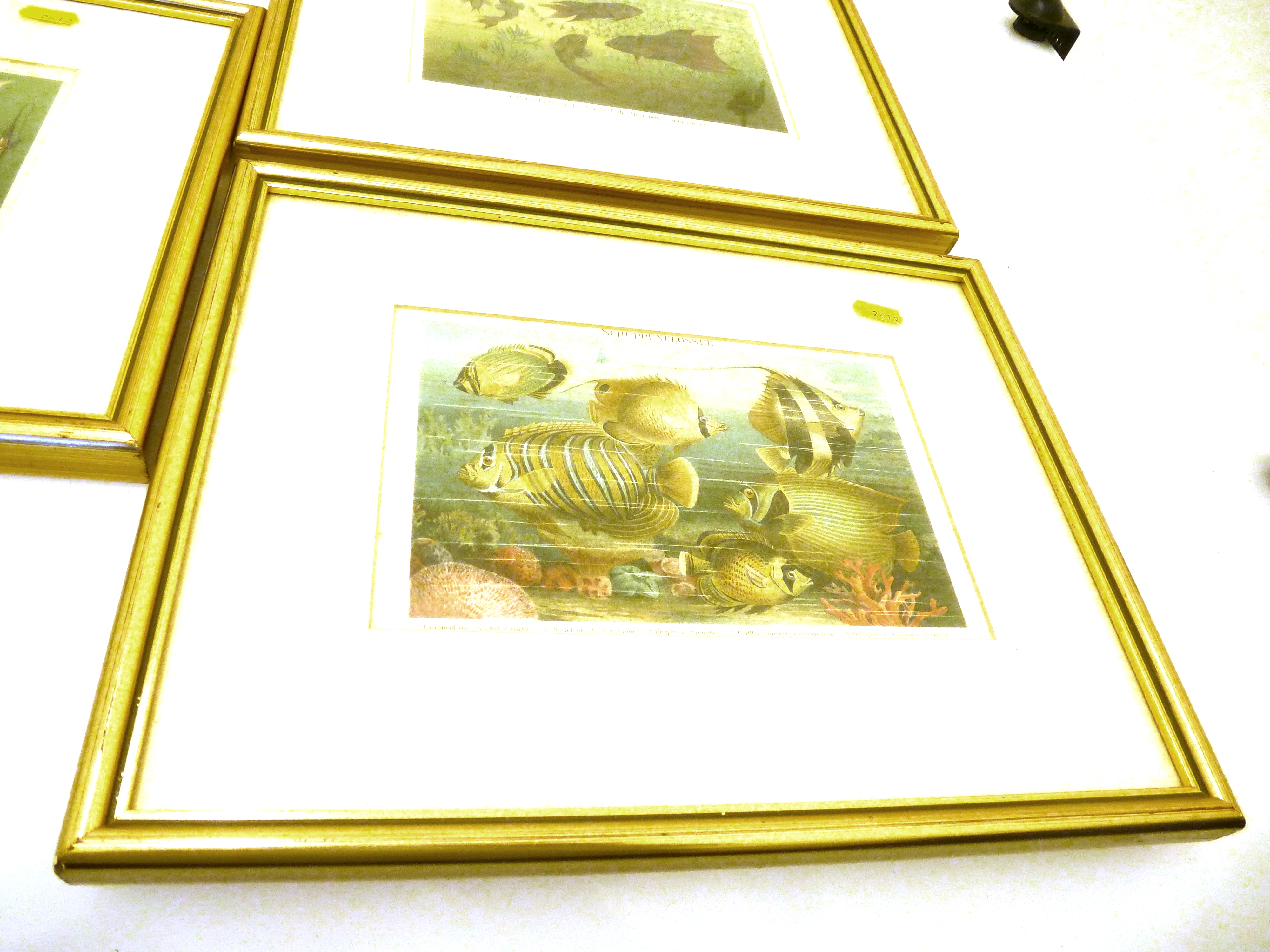 3 FRAMED 1896 GERMAN CHROMO LITHOGRAPHS DEPICTING MARINE LIFE APPROX 5.75" X 8.25" - Image 2 of 4