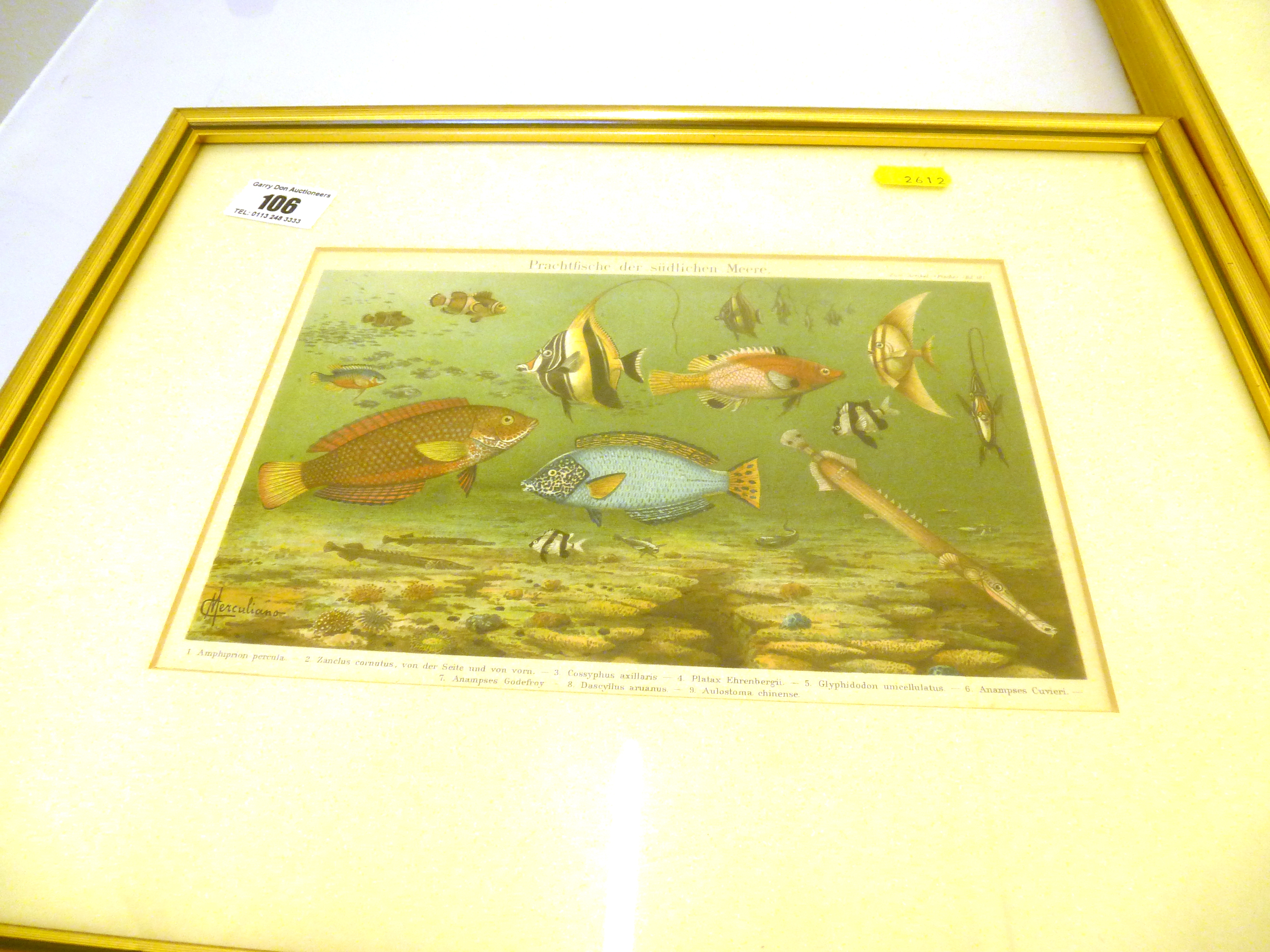 3 FRAMED 1896 GERMAN CHROMO LITHOGRAPHS DEPICTING MARINE LIFE APPROX 5.75" X 8.25" - Image 4 of 4