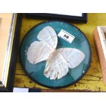 Large White Butterfly in Round Convex Frame, 16cm Diameter Frame