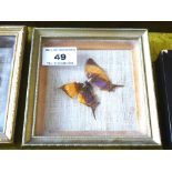 Orange and Purple Butterfly in Frame, W 11.5cm x H 11.5cm
