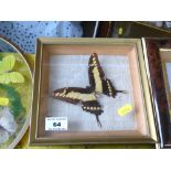 Yellow and Brown Butterfly in Frame, W 19cm x H 19cm