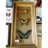 3 Butterflies in Frame, H 46cm x W 23cm