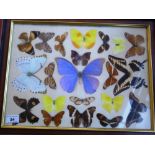 21 Butterflies in Frame W 50cm x H 39.5cm