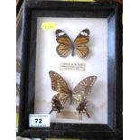 Two Butterflies in Frame, W 16.5cm x H 22.5cm