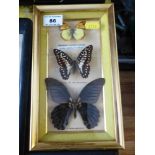 Three Butterflies in Frame, W 14cm x H 24.5cm