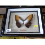 Large White and Brown Butterfly in Frame, W 29cm x H 24cm