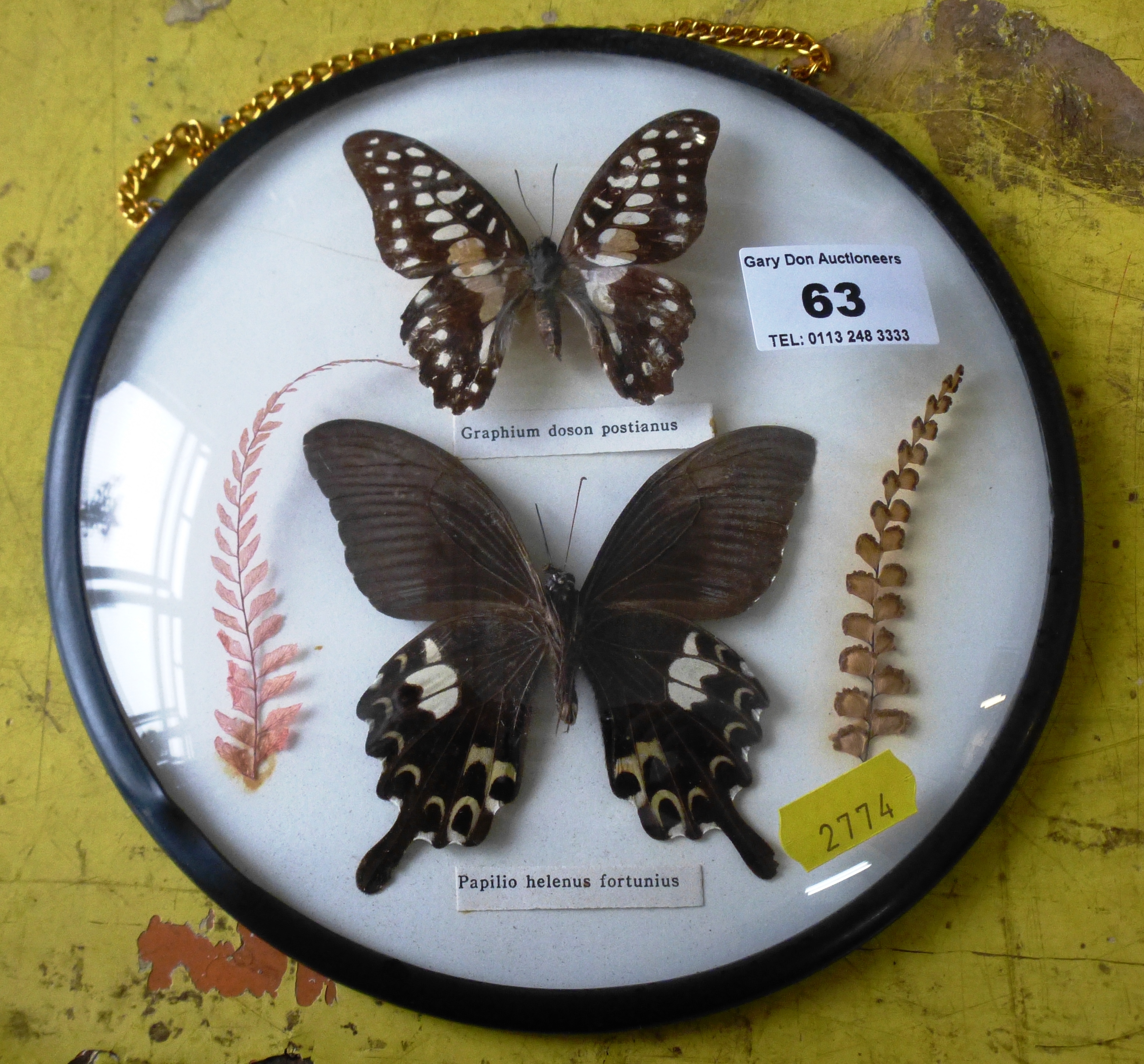 Two White and Brown Butterflies in Glass Convex Frame, 18.5cm Diameter