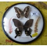 Two White and Brown Butterflies in Glass Convex Frame, 18.5cm Diameter