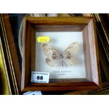 Single Butterfly in Frame, W 14.5cm x H 14.5cm