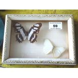 Brown and White Butterfly and Plain White Butterfly in Frame, W 18cm x H 13cm