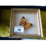 Temenis Lauthoe Butterfly in Frame W 11.5cm x H 11.5cm