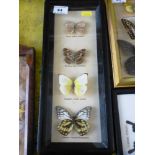 Four Butterflies in Frame, W 14.5cm x H 35cm