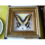 Yellow and Brown Butterfly in Frame, W 19cm x H 18.5cm