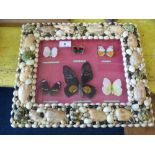 6 Butterflies in Shell Frame. Catopsilia Pyranthe, Precis Orithya, Cepora Olga, Euploea Monilis,