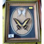 Brown and Yellow Butterfly and Brown and White Butterfly in Frame, W 23cm x H 28cm