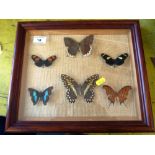 6 Butterflies in Frame W 35cm x H 30cm