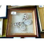 White and Brown Butterfly in Frame, W 19cm x H 19cm