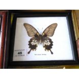 The Great Mormon Butterfy in Frame, W 19cm x H 17cm