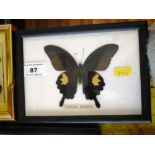 Brown and Yellow Butterfly in Frame, W 19.5cm x H 14.5cm