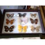 9 Butterflies in Convex Frame W 25.5cm x H 20cm