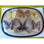 6 Butterflies in Convex Frame, W 27.5cm x H 20cm