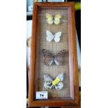 Four Butterflies in Frame, W 15cm x H 34.5cm