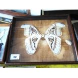 Large Moth in Frame, W 27.5cm x H 22.5cm