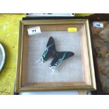 Single Butterfly in Frame, W 19cm x H 19cm