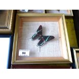 Brown and Green Butterfly in Frame, W 19cm x H 19cm