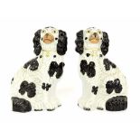 Pair of Victorian Staffordshire dogs, with black and white coats, 10" high