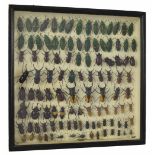 Taxidermy - large collection of cased beetles (over 100), within an 18" square glazed hinged case
