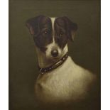 A* Palmer (19th/20th century) - Study of a Jack Russell terrier wearing a leather and gilt