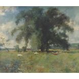 ** Young (20th century) - Cattle grazing in a sunlit summer meadow, indistinctly signed and dated