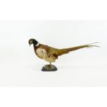 Taxidermy Interest Male Ring Necked Pheasant (Phasianus colchicus) A vintage example mounted on