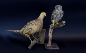 Taxidermy Interest Merlin & Hen Pheasant.