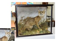 Taxidermy Interest Antique Cased Fox (Vulpes vulpe) Circa early 20th century, set amongst grasses