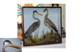 Taxidermy Interest Antique Cased Grey Herons (Ardea cinerea) A Large example, circa early 20th
