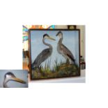 Taxidermy Interest Antique Cased Grey Herons (Ardea cinerea) A Large example, circa early 20th