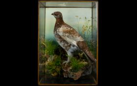 Taxidermy Interest Antique Cased Ptarmigan Edwardian glazed display case housing a well preserved