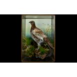 Taxidermy Interest Antique Cased Ptarmigan Edwardian glazed display case housing a well preserved