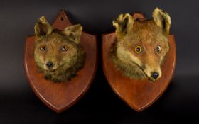 Antique Taxidermy Interest A Pair Of Edwardian Shield Mounted Fox Heads Two red foxes on