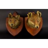 Antique Taxidermy Interest A Pair Of Edwardian Shield Mounted Fox Heads Two red foxes on