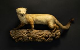 Taxidermy Interest Long Tailed Weasel A complete example, mounted on bark effect cork wall mount.