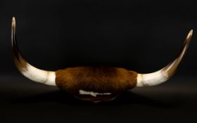 Taxidermy Interest Cattle Horn Wall Mount Mounted on wood wall shield, the hide and horns in very