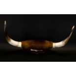 Taxidermy Interest Cattle Horn Wall Mount Mounted on wood wall shield, the hide and horns in very