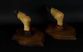 Taxidermy Interest, Whitetailed Deer Hoof Shield Mounts A pair of wooden shields with hook to back