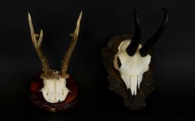 Taxidermy Interest, Two Skull Wall Mounts The first, a Springbok skull mounted on rustic, carved