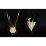 Taxidermy Interest, Two Skull Wall Mounts The first, a Springbok skull mounted on rustic, carved