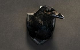 Taxidermy Interest Carrion Crow (Corvus corone) Shield Mount A small crow head on black wood