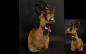 Taxidermy Interest Dairy Goat Shoulder Mount A good example, with later faux leather backing and